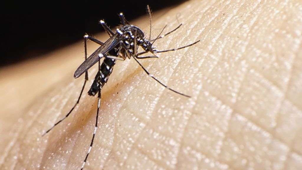 A nagy szúnyoggyilkosság
